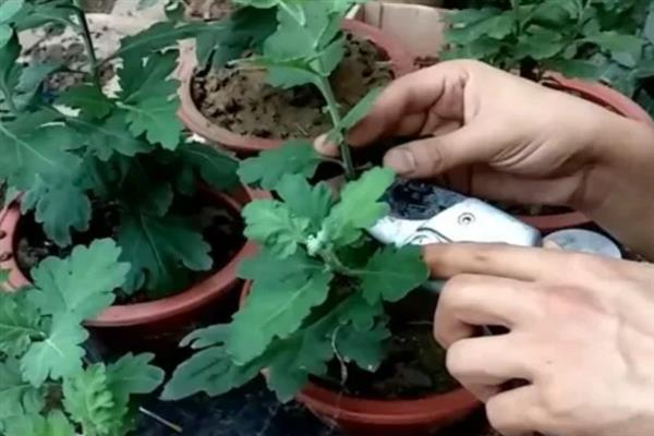让四季菊花多开花的方法，定期追施磷肥可促进花朵生长