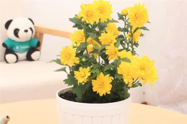 让四季菊花多开花的方法，定期追施磷肥可促进花朵生长