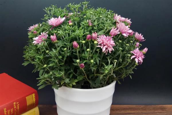让四季菊花多开花的方法，定期追施磷肥可促进花朵生长