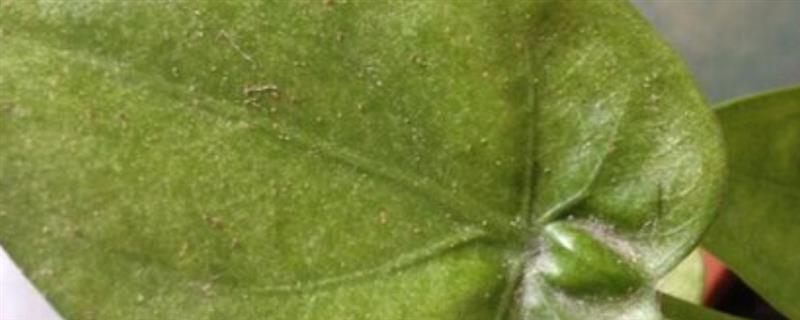 滴水观音生虫如何处理，情况不严重可用大蒜汁冲洗叶片