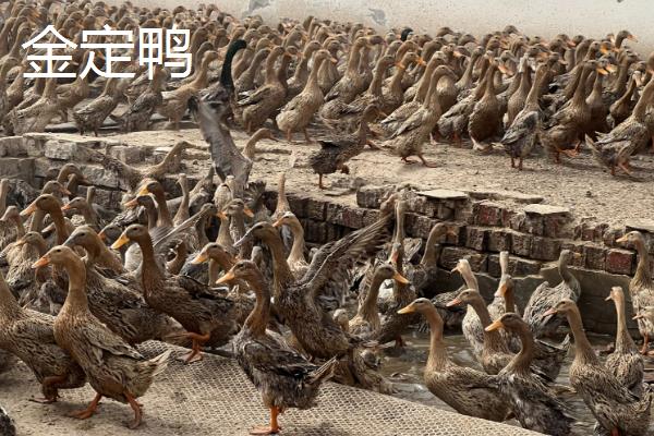 什么鸭子会下绿壳蛋，常见的有金定鸭、神丹2号等