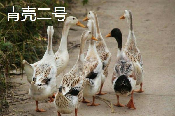 什么鸭子会下绿壳蛋，常见的有金定鸭、神丹2号等