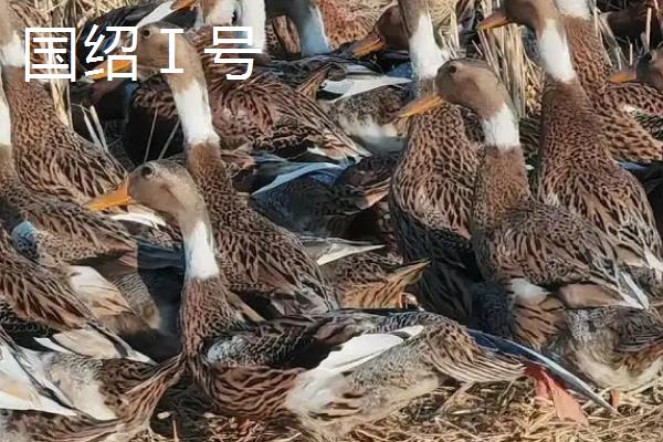 什么鸭子会下绿壳蛋，常见的有金定鸭、神丹2号等