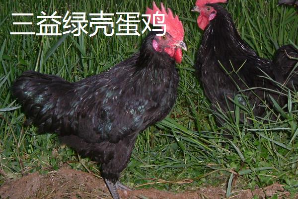 什么鸭子会下绿壳蛋，常见的有金定鸭、神丹2号等