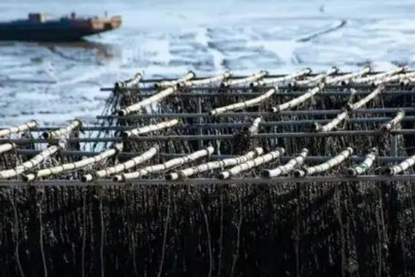 头水紫菜的产地，主要分布在福建、浙南等沿海地区