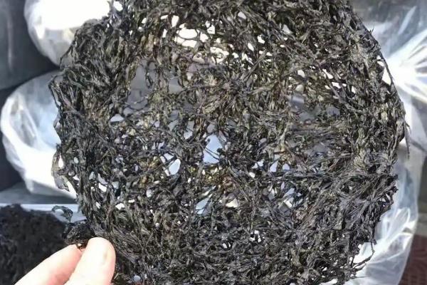 头水紫菜的产地，主要分布在福建、浙南等沿海地区