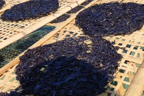 头水紫菜的产地，主要分布在福建、浙南等沿海地区