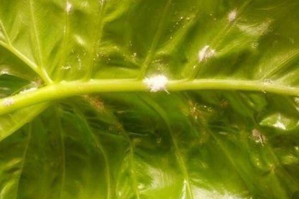 滴水观音生虫如何处理，情况不严重可用大蒜汁冲洗叶片