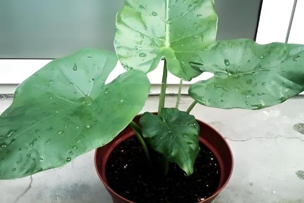 滴水观音生虫如何处理，情况不严重可用大蒜汁冲洗叶片