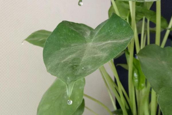 滴水观音生虫如何处理，情况不严重可用大蒜汁冲洗叶片