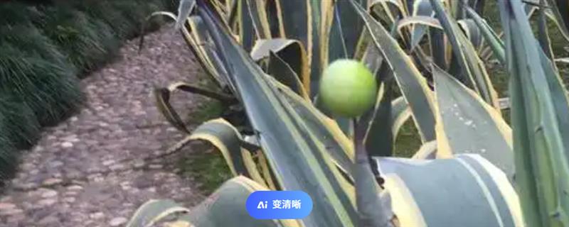 芦荟的果子有何作用，内含种子可用来播种