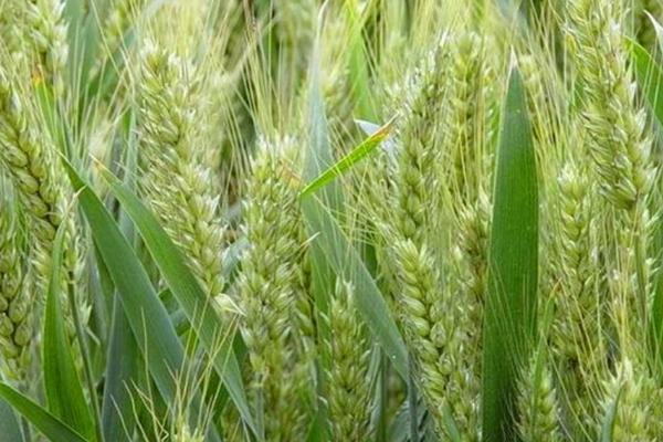 西农1266小麦种子特征特性，每亩适宜基本苗18万—22万