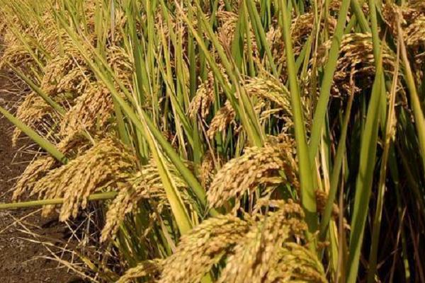 鑫隆优3号水稻品种的特性，每亩插足基本苗8万以上