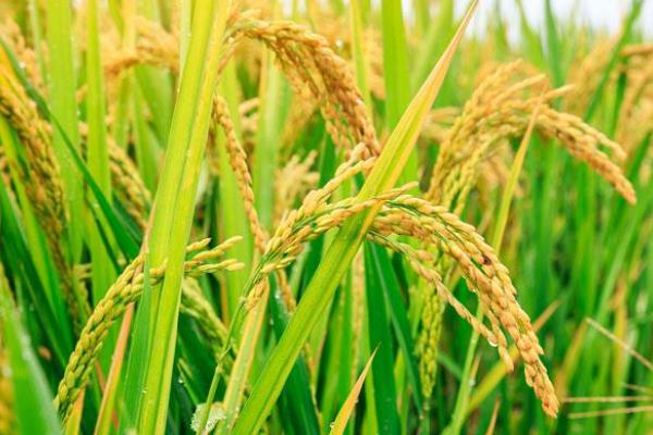 鑫隆优3号水稻品种的特性，每亩插足基本苗8万以上