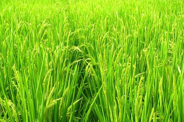 华光丝苗水稻品种的特性，5月下旬至6月初播种