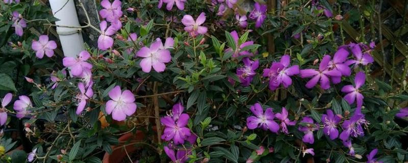 野牡丹怎么养殖,春秋季节每隔1个月追施一次肥料