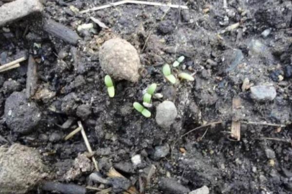 野牡丹怎么养殖,春秋季节每隔1个月追施一次肥料