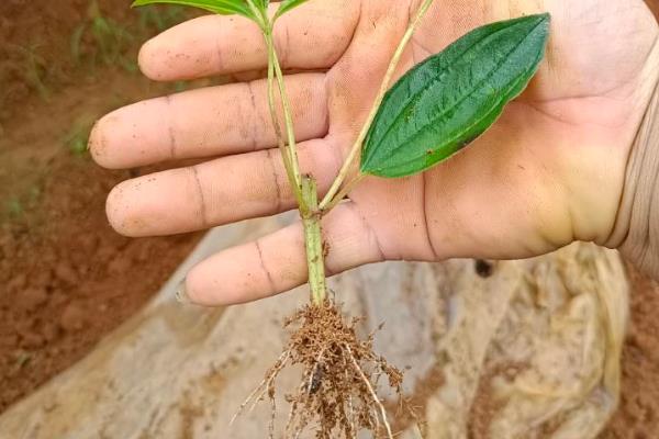 野牡丹怎么养殖,春秋季节每隔1个月追施一次肥料