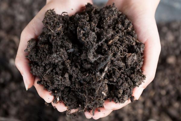 野牡丹怎么养殖,春秋季节每隔1个月追施一次肥料