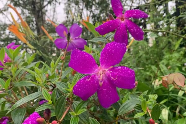 野牡丹怎么养殖,春秋季节每隔1个月追施一次肥料