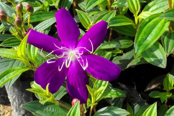 野牡丹怎么养殖,春秋季节每隔1个月追施一次肥料