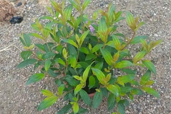 野牡丹怎么养殖,春秋季节每隔1个月追施一次肥料