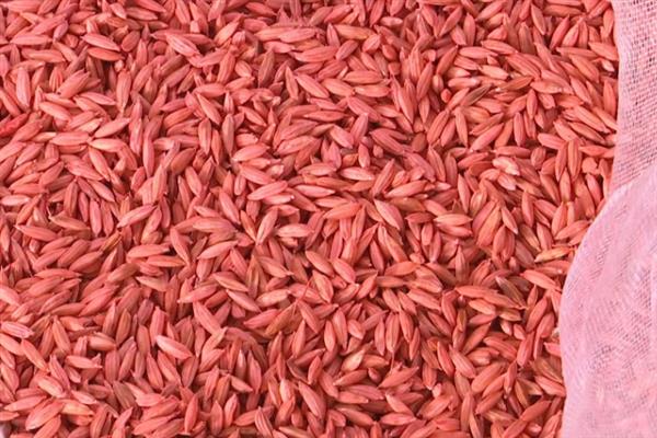 枯草芽孢杆菌的用法用量，可用于拌种、种子包衣等