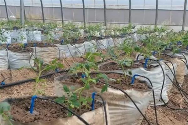 枯草芽孢杆菌的用法用量，可用于拌种、种子包衣等