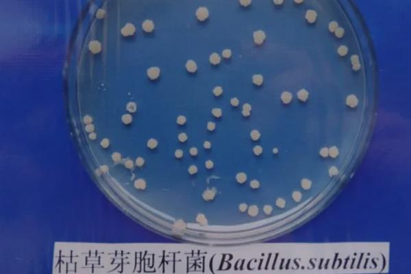 枯草芽孢杆菌的用法用量，可用于拌种、种子包衣等