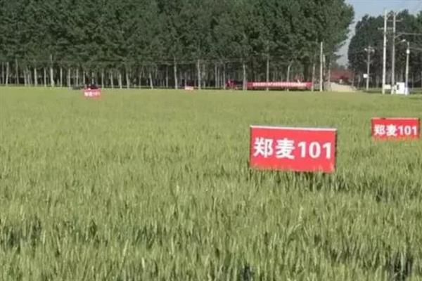 郑麦7698小麦的特征特性，亩穗数为38万穗