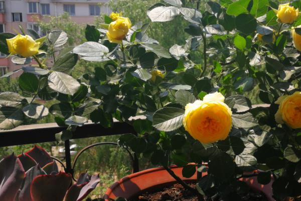 月季花的花朵能开放多久，可以开放200多天