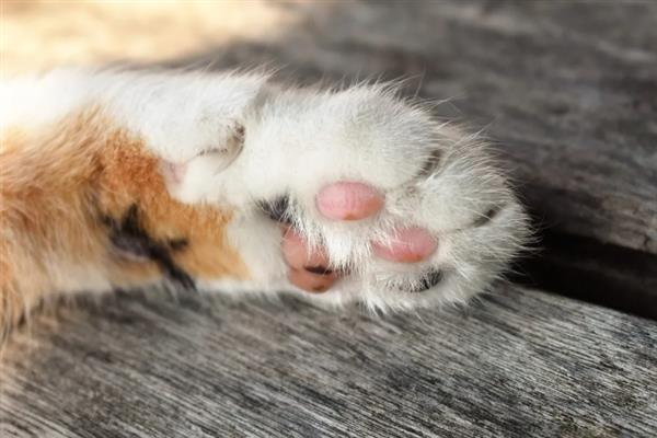 猫咪不能勤洗的部位，爪子、鼻子、耳朵等部位不可过度清洁