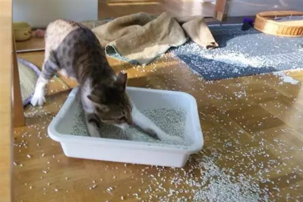 猫咪不能勤洗的部位，爪子、鼻子、耳朵等部位不可过度清洁