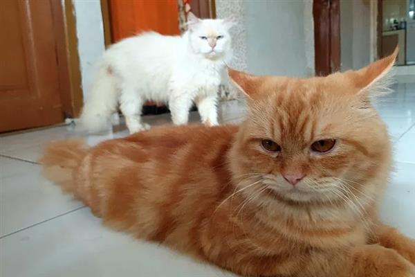 猫咪不能勤洗的部位，爪子、鼻子、耳朵等部位不可过度清洁
