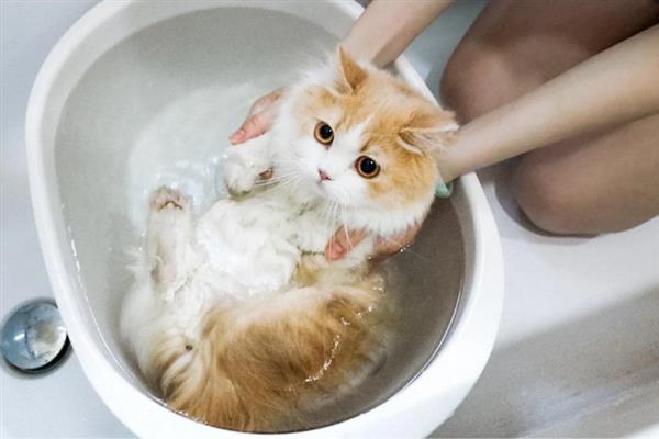猫咪不能勤洗的部位，爪子、鼻子、耳朵等部位不可过度清洁