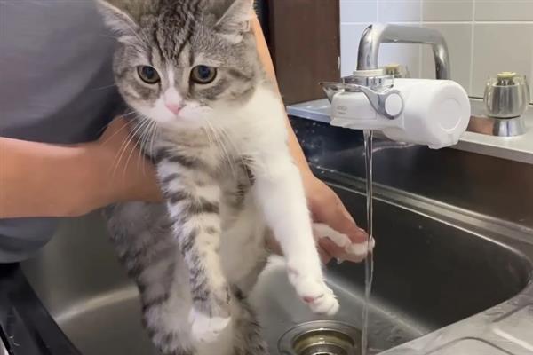 猫咪不能勤洗的部位，爪子、鼻子、耳朵等部位不可过度清洁
