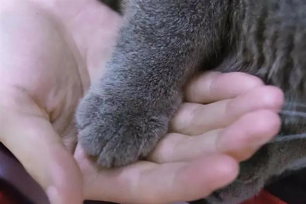 猫咪不能勤洗的部位，爪子、鼻子、耳朵等部位不可过度清洁