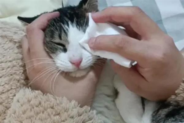 猫咪不能勤洗的部位，爪子、鼻子、耳朵等部位不可过度清洁