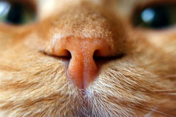 猫咪不能勤洗的部位，爪子、鼻子、耳朵等部位不可过度清洁