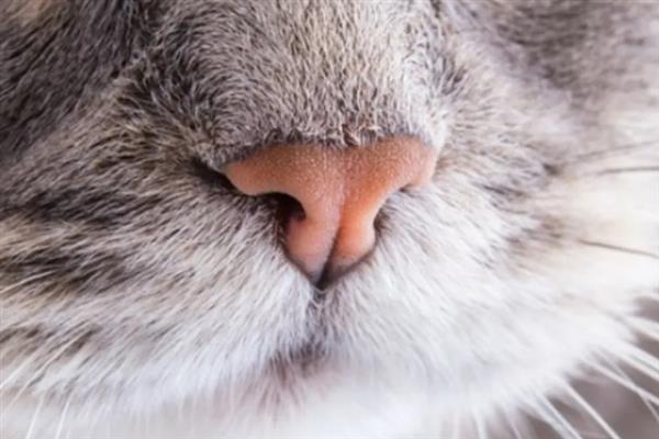 猫咪不能勤洗的部位，爪子、鼻子、耳朵等部位不可过度清洁