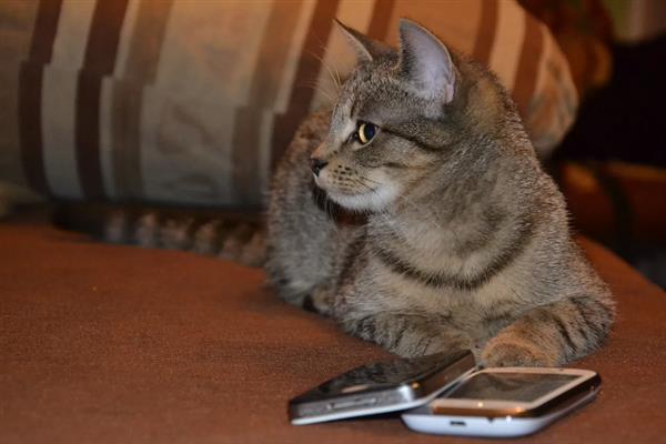 猫咪不能勤洗的部位，爪子、鼻子、耳朵等部位不可过度清洁