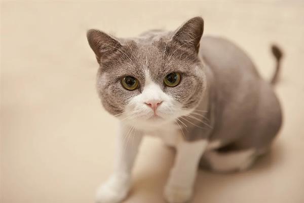 猫咪不能勤洗的部位，爪子、鼻子、耳朵等部位不可过度清洁