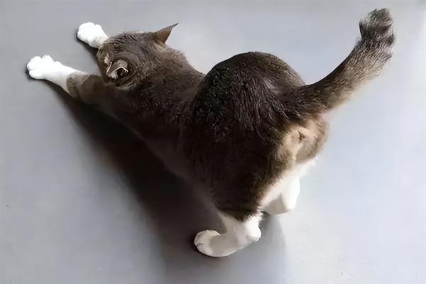 猫咪不能勤洗的部位，爪子、鼻子、耳朵等部位不可过度清洁