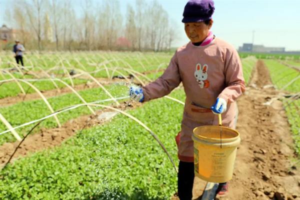 秋季种植香菜要多久才能收获，经过一个半月左右就能采收