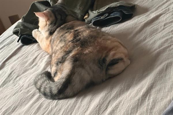 猫咪不能勤洗的部位，爪子、鼻子、耳朵等部位不可过度清洁
