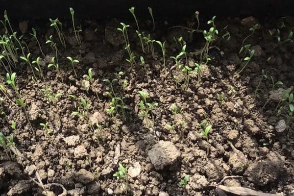 秋季种植香菜要多久才能收获，经过一个半月左右就能采收
