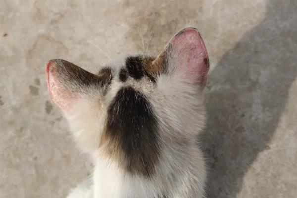 猫咪不能勤洗的部位，爪子、鼻子、耳朵等部位不可过度清洁