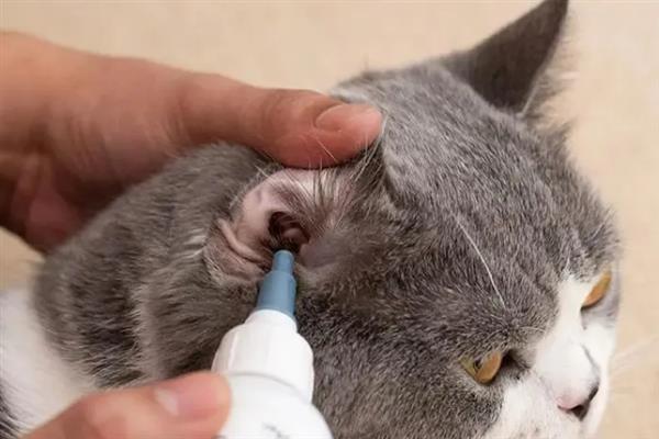 猫咪不能勤洗的部位，爪子、鼻子、耳朵等部位不可过度清洁