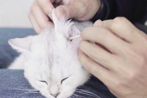 猫咪不能勤洗的部位，爪子、鼻子、耳朵等部位不可过度清洁