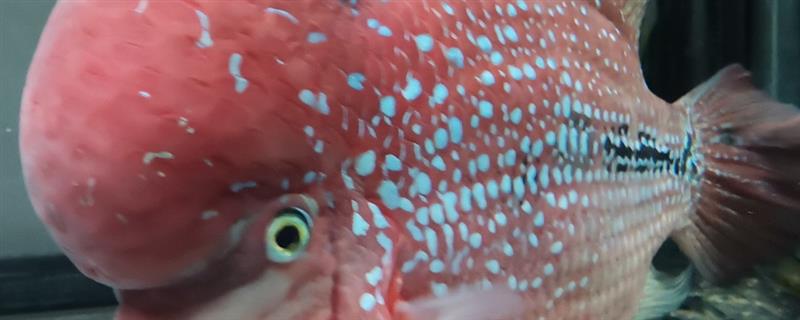 亚成罗汉鱼如何攻头,要给它们提供充足的食物